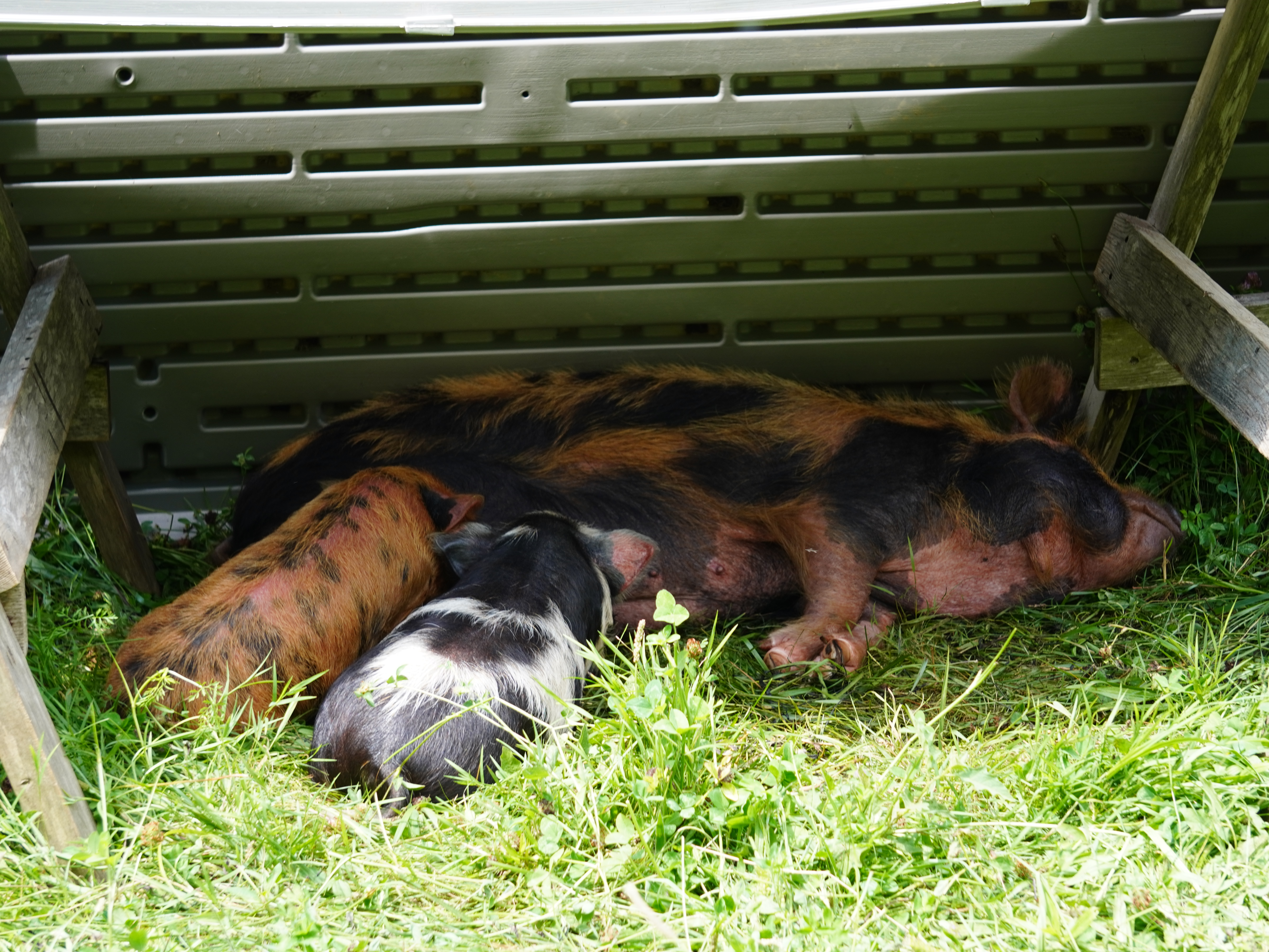 Kune Kune Pigs